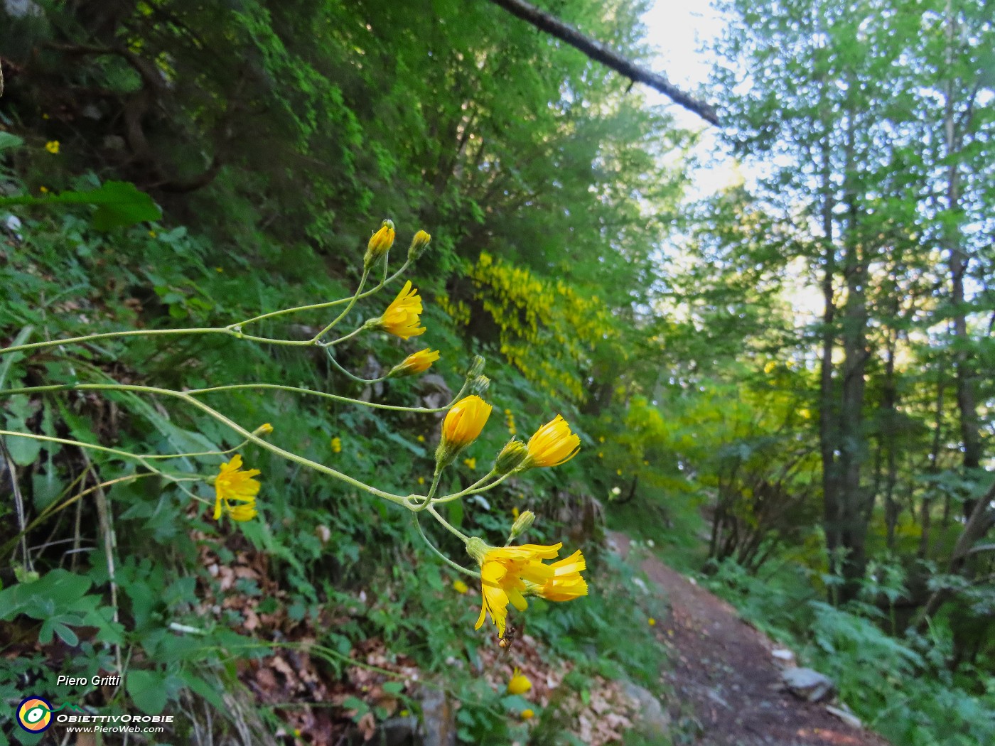15 Dai prati sul sent. 219 saliamo nel bosco con fiori di Hieracium (Sparviere).JPG